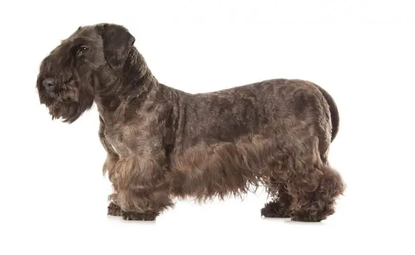 grooming tips for a cesky terrier
