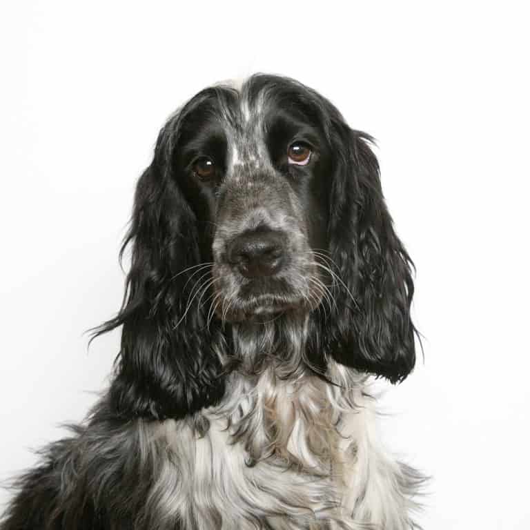 How Often Should You Groom A Cocker Spaniel at Theresa Luck blog