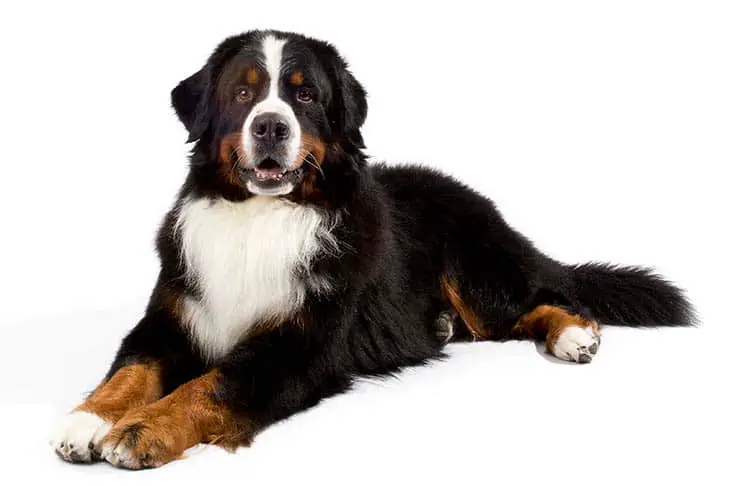 Brushing and Combing the Coat of a Bernese Dog Grooming