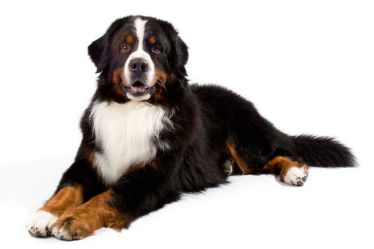 best grooming brush for bernese mountain dog