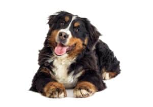 how to bathe a bernese mountain dog