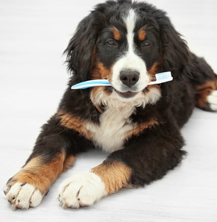 dental care for your bernese