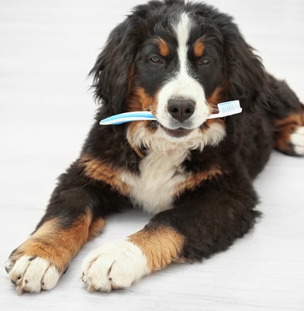 best grooming brush for bernese mountain dog