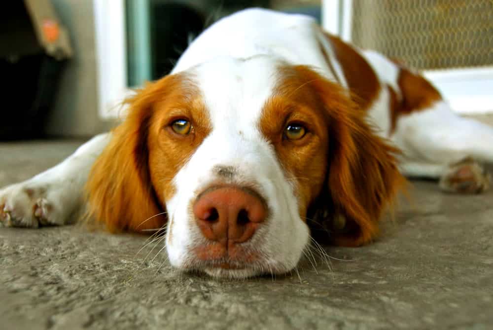 dental care for your brittany puppy