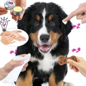 ear care for a bernese mountain dog