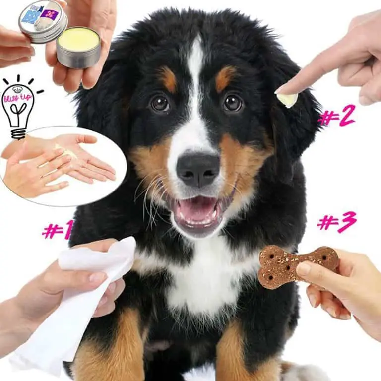 Eye and Ear Care for a Bernese Mountain Dog Dog Grooming