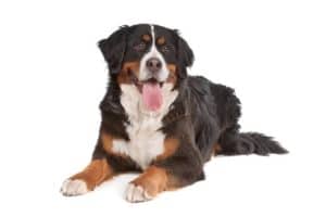 foot care for a bernese mountain dog