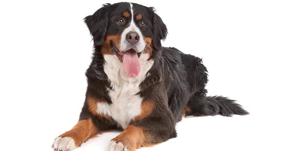 bernese cattle dog