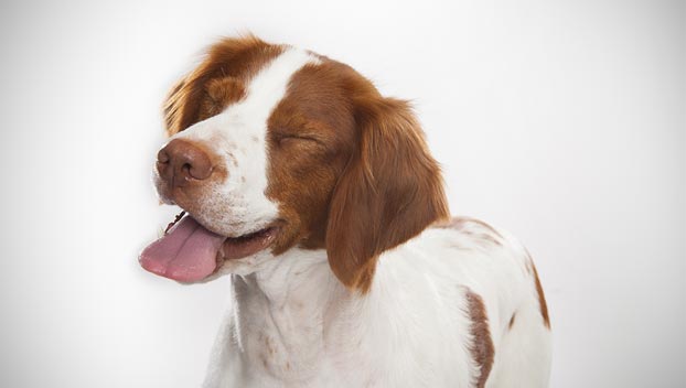 grooming supplies to use for a brittany