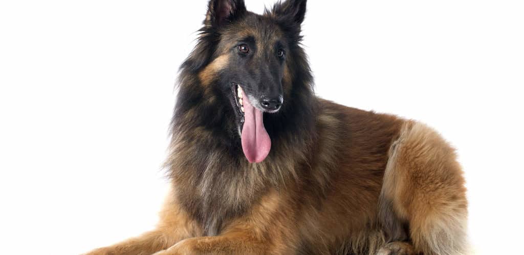 belgian shepherd sheepdog