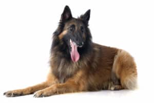 grooming a belgian sheepdog and a belgian tervuren