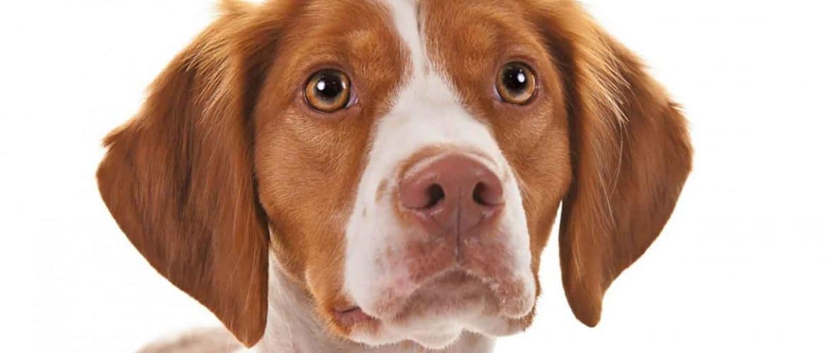 How to Brush and Bathe Your Brittany Dog Grooming Tutorial