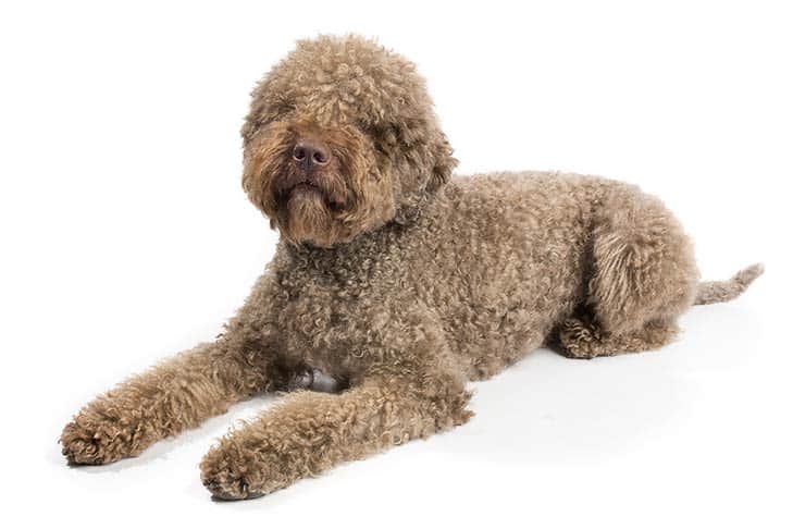 how to groom a lagotto romagnolo