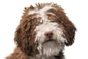 how to groom a spanish water dog's coat