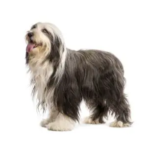 how to groom the coat of a bearded collie