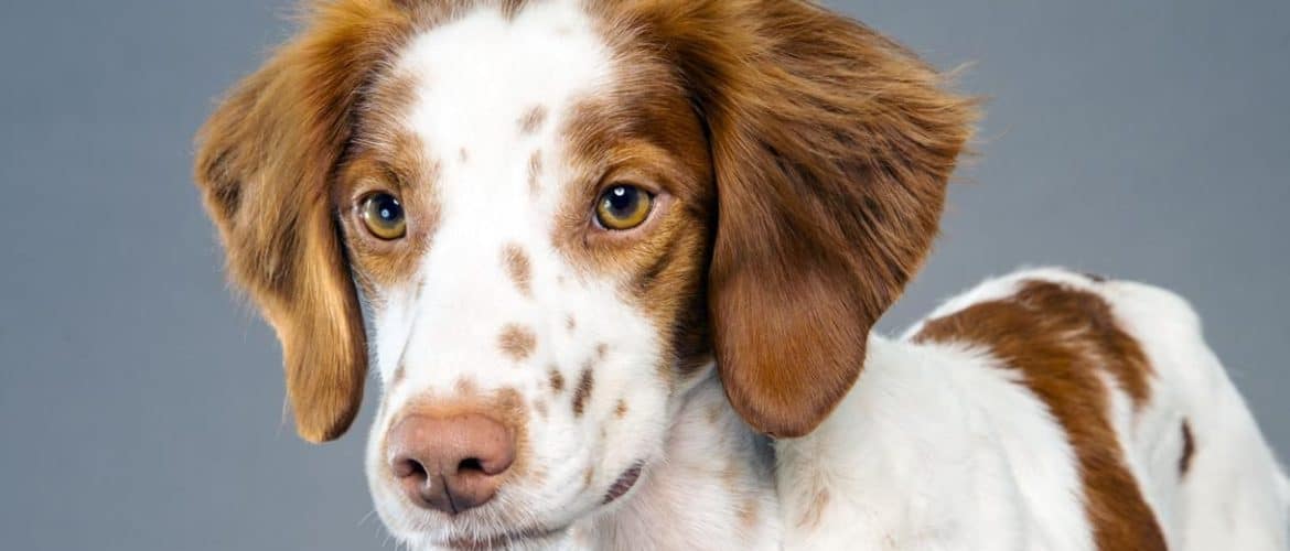 brittany spaniel haircut