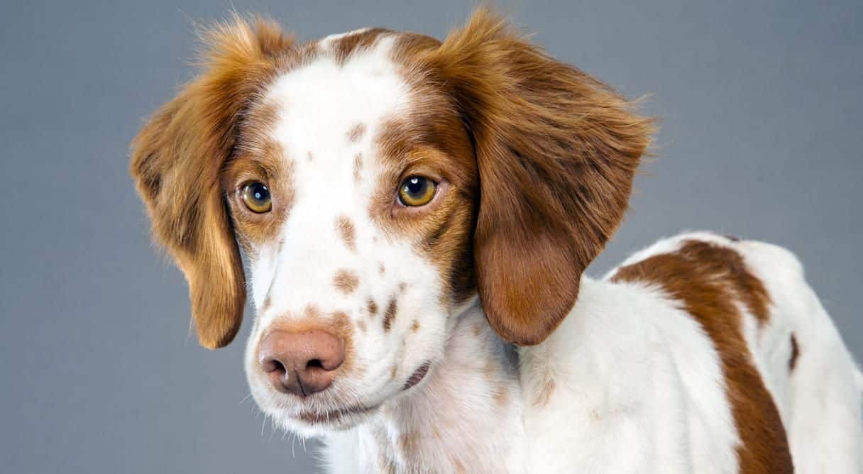 How to Trim a Brittany's Feet, Ears and Neck | Dog Grooming Tutorial