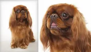 coat care for an english toy spaniel