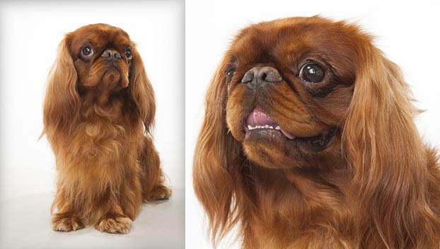 coat care for an english toy spaniel