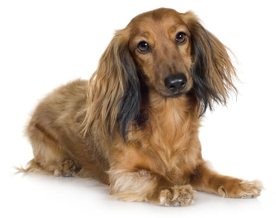 silky long haired dachshund