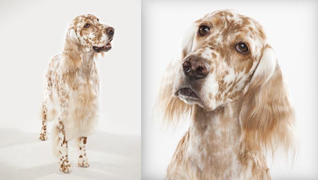 grooming the coat of an english setter