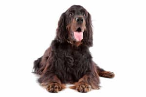 how to trim the coat of a gordon setter