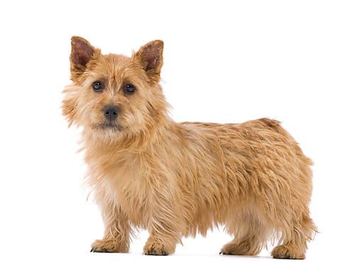 coat care for a norwich terrier