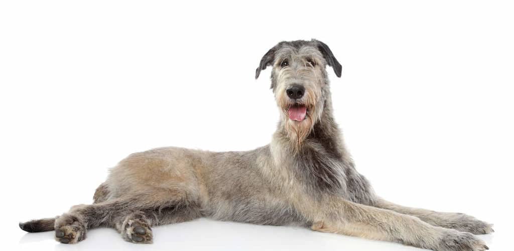 irish wolfhound fur