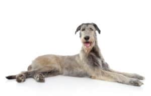 coat care for an irish wolfhound