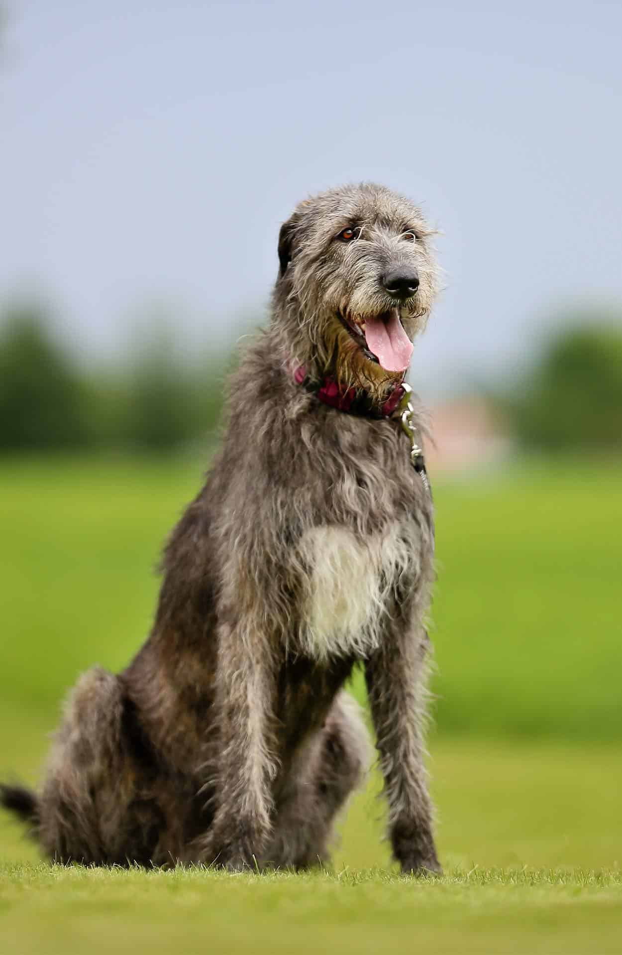 coat care for an irish wolfhound