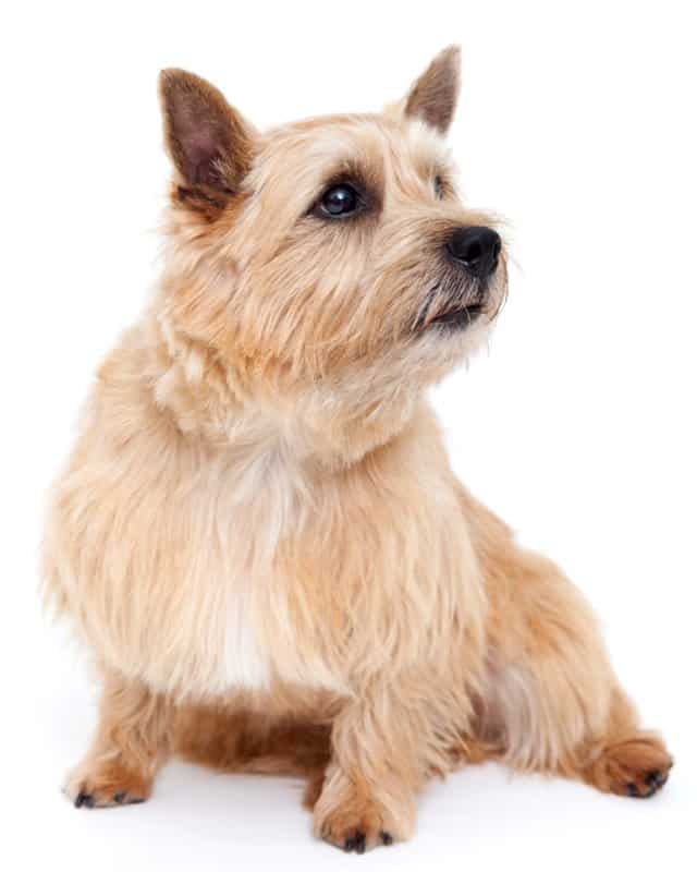 ear care for your norwich terrier