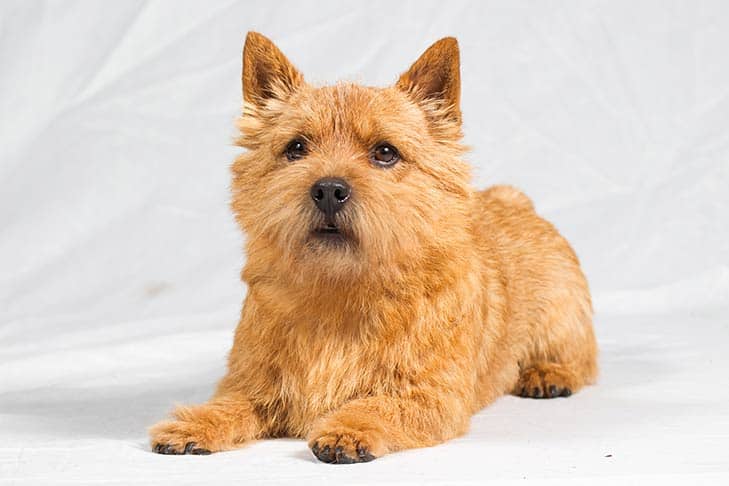 grooming routine for your norwich terrier