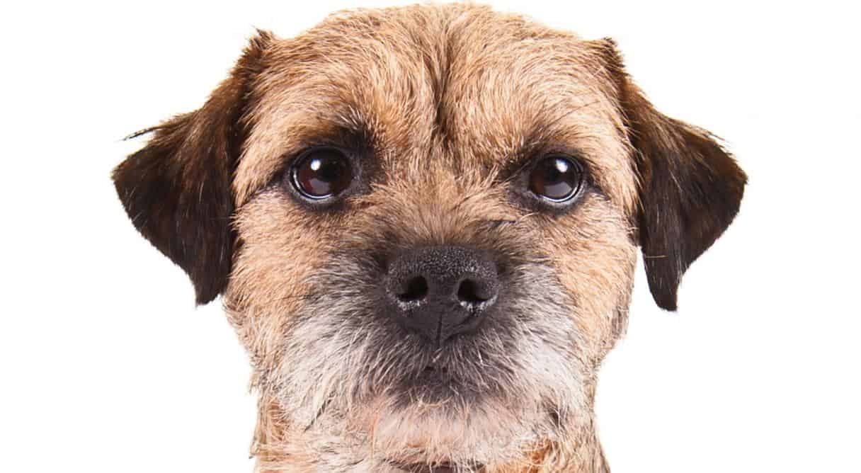 can you trim a border terrier