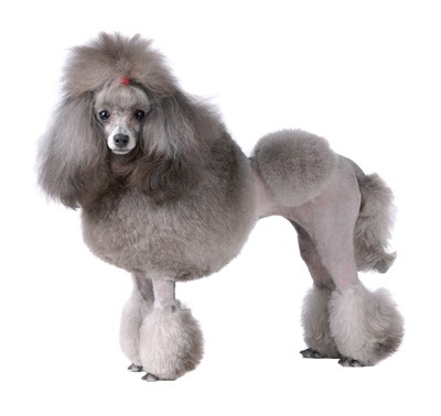 how to achieve traditional lion clip for your poodle