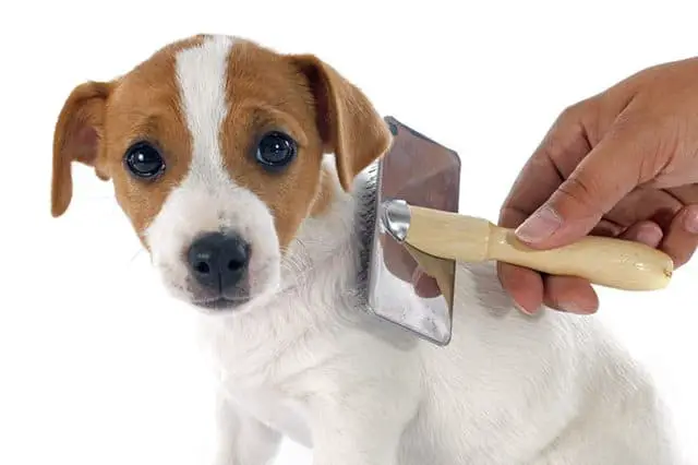 how to achieve utility cut for your dog