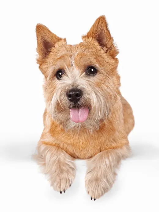 how to bathe a norwich terrier at home