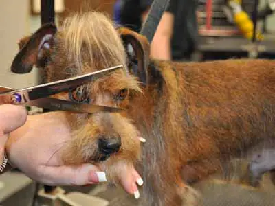 how to give your dog a mohawk look
