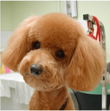 toy poodle bear cut