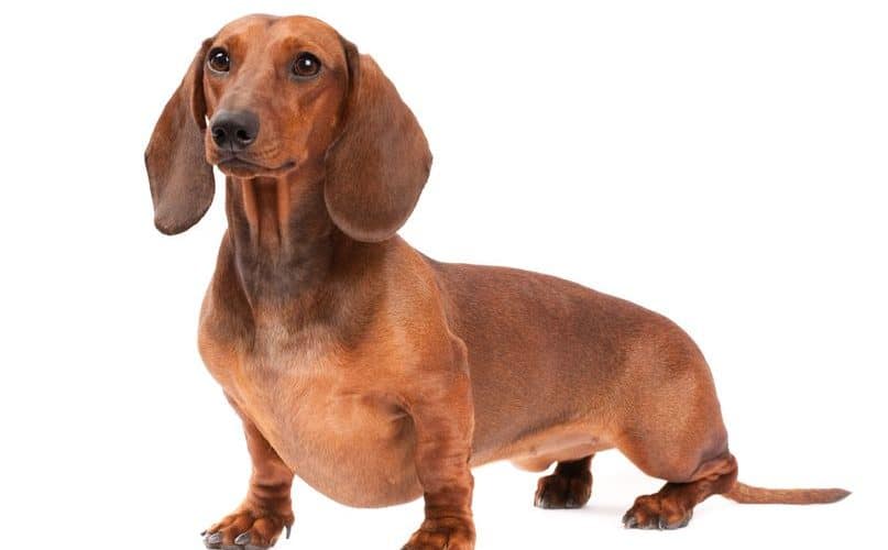 wire haired dachshund grooming styles