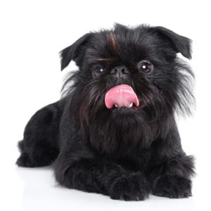 how to groom the coat of an affenpinscher