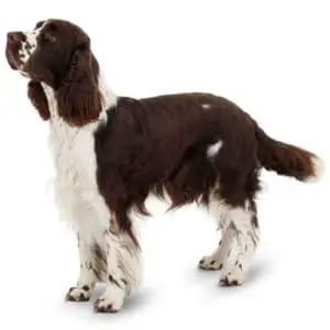 how to groom the coat of an english springer spaniel