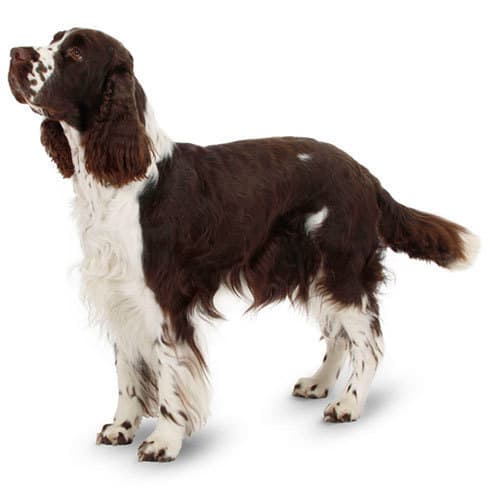 hand stripping springer spaniel