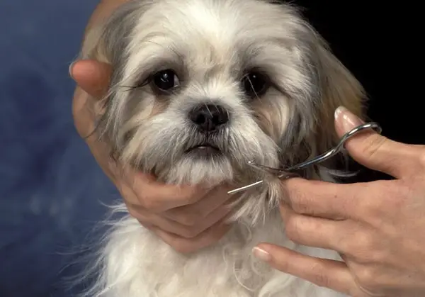 how to groom your dog using scissors only