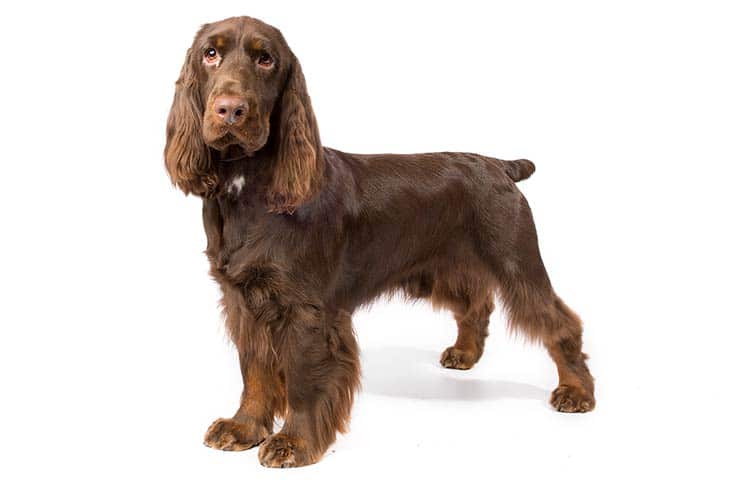 how to groom a field spaniel