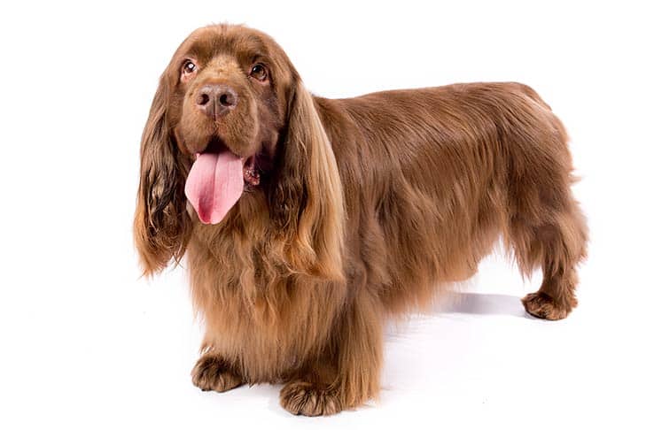 how to groom a sussex spaniel at home
