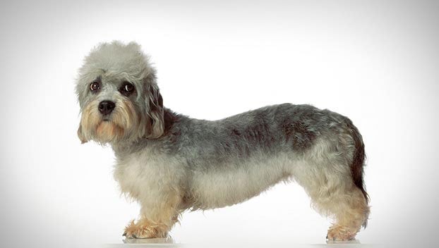 how to groom the coat of a dandie dinmont terrier