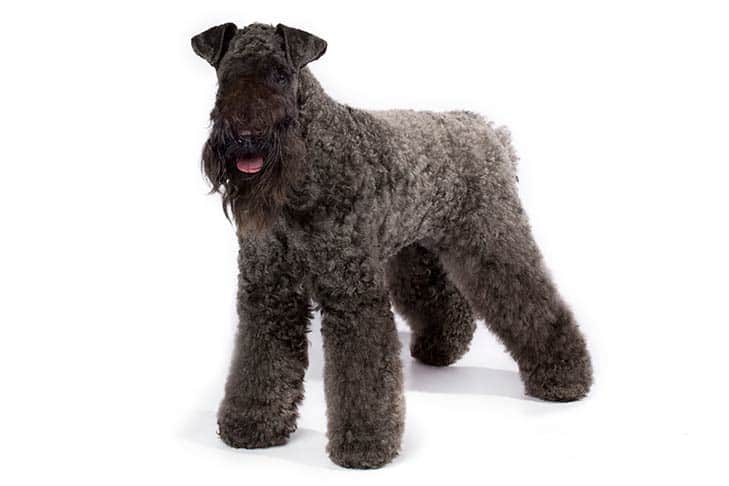 how to groom the coat of a kerry blue terrier