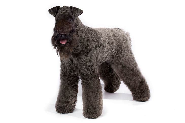 blue terrier dog