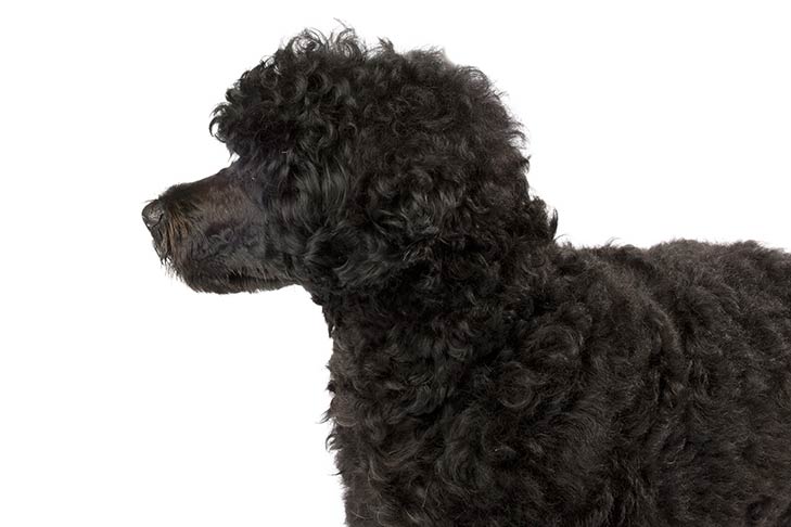 how to groom the coat of a portuguese water dog
