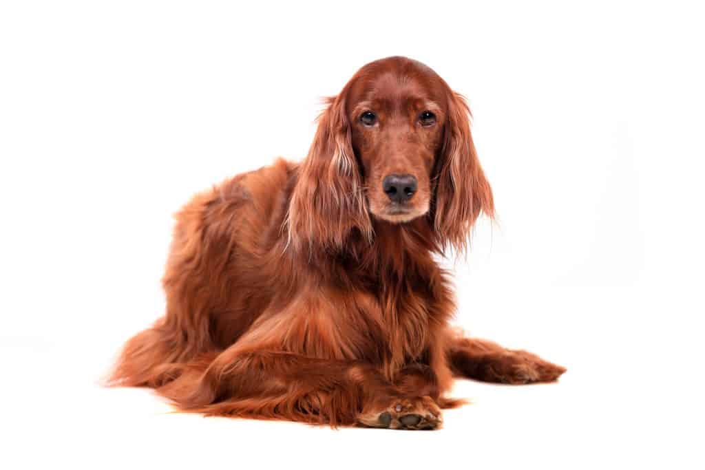 how to groom the coat of an irish setter